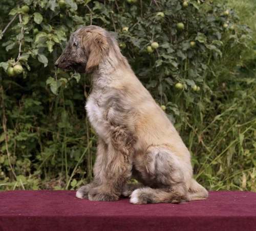 Puppies Biewer Yorkshire Terrier miniatures 